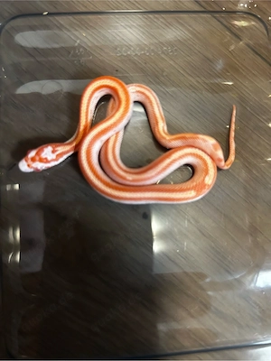 Pantherophis guttatus Amel 100% het caramel 100% motley 