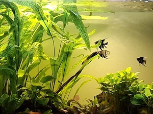 700 Liter Aquarium  Bild 3