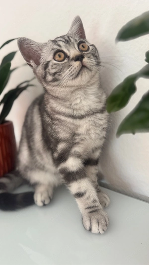 Katzenbaby Bkh