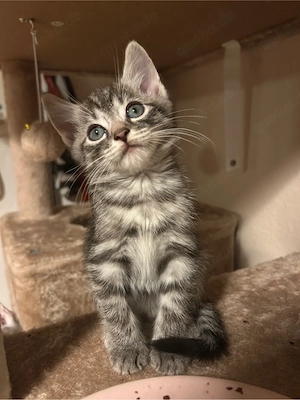 Türkisch Angora Kitten 
