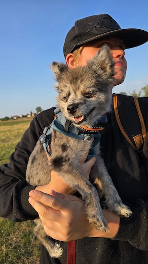 finja sucht ein zuhause 