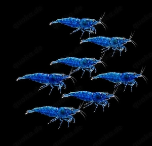Blaue Zwerggarnelen Garnelen Neocaridina davidi Blue Dream