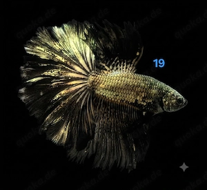Kampffisch Männchen Betta splendens 