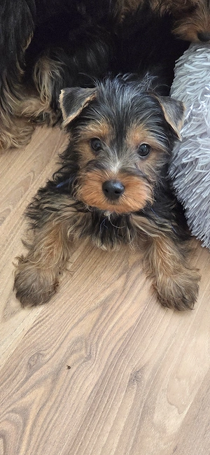 Yorkshire terrier 