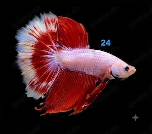 Kampffisch Männchen Betta splendens 