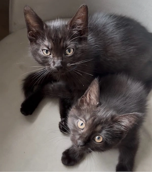 Sehr lieber, verschmuster Kater sucht liebevolles Zuhause