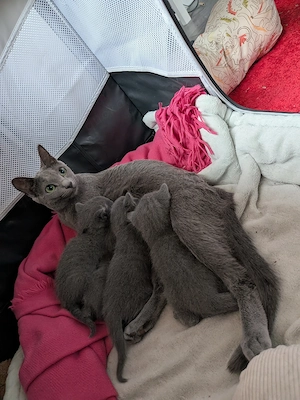 Russisch Blau Kitten mit Stammbaum suchen ihre Familie  Bild 3