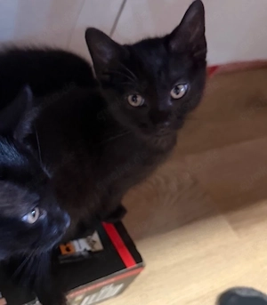 Nur noch 1 schwarzes Mix-Kitten   liebevolles Mädchen sucht ihr Zuhause