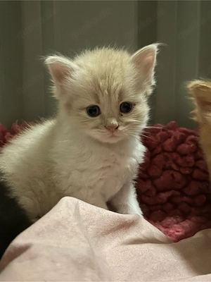 Rasse trifft Rasse   Maine Coon XXL - Britisch Langhaar