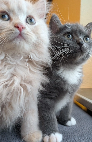 Wunderschöne Kitten abzugeben 
