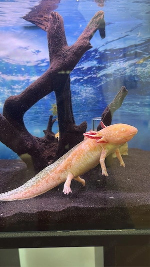 Axolotl white pearl