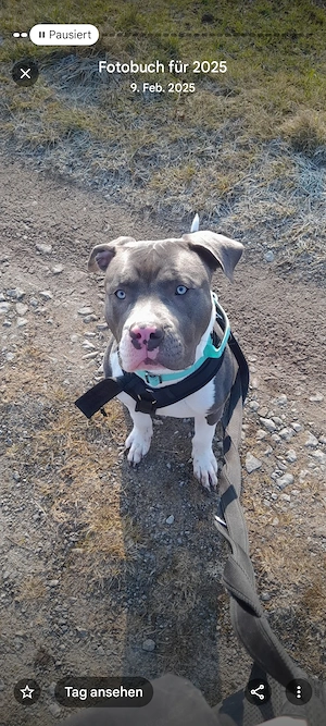American Bully XL Tricolor Rüde