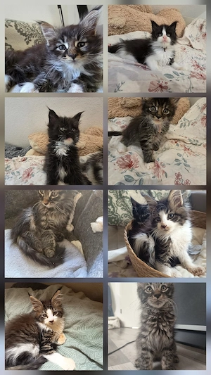 maine coon kitten geb. 09.06.2026