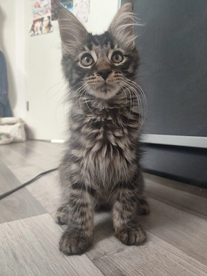 maine coon kitten suchen noch ein zuhause 