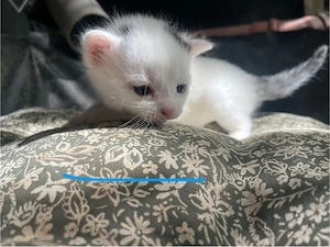 katzen babys abzugeben 