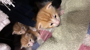 Katzen abzugeben neue Bild in kürze 