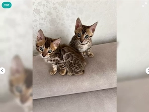 Reinrassige Bengalkitten suchen ein Zuhause Bengal Kater Katze