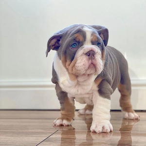 Englische Bulldoggenwelpenabzugeben. 