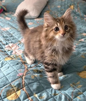 Süßes Maine Coon Mädel