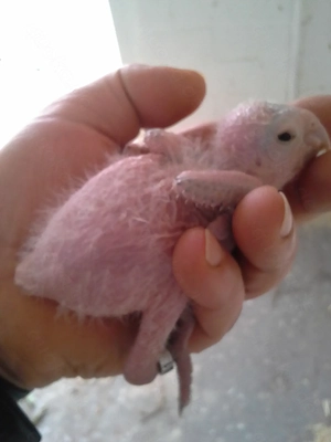 Zahme blaustirnamazonenbabys aus handaufzucht abzugeben 