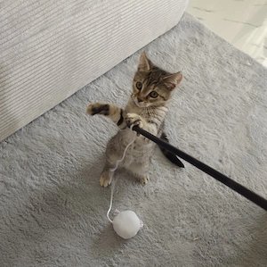Kitten such ein liebevolles neues Zuhause 