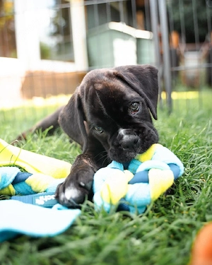 Boxerwelpen suchen ein liebevolles Zuhause ?
