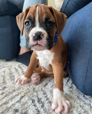 wunderschönen Boxerwelpen geboren. Noch 5 liebevolle Rüden