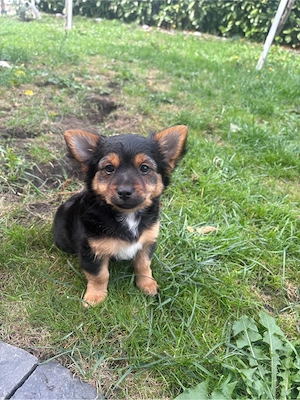 Yorkshire, Malteser Mix 