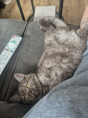 Noch ein kleines BKH-Mädchen sucht ihr Zuhause!