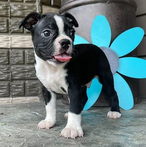 Boston Terrier Welpen mit gesunder Nase und beweglicher Rute