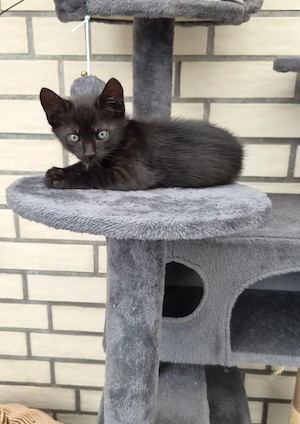 Siam-Mix Kitten suchen Zuhause ab 8. Woche