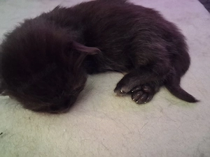 Maine Coon Xxl Kitten Black Bild 8