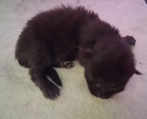 Maine Coon Xxl Kitten Black