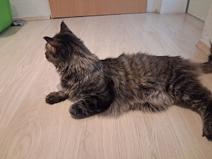 Maine Coon Xxl Kitten Black Bild 9