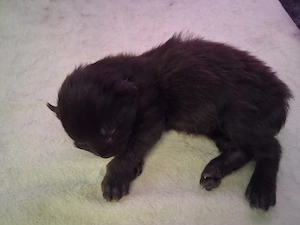 Maine Coon Xxl Kitten Black Bild 6