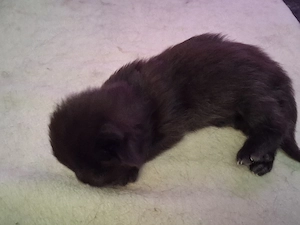 Maine Coon Xxl Kitten Black Bild 7