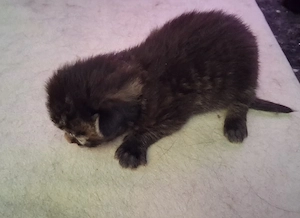Maine Coon Xxl Kitten Black Bild 5