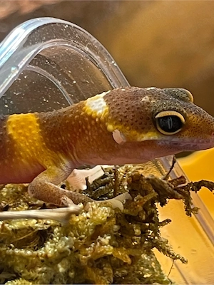 Leopardgeckobabys (Eubleparis macularius) Bild 5