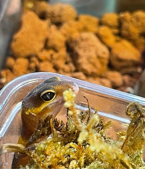 Leopardgeckobabys (Eubleparis macularius) Bild 6