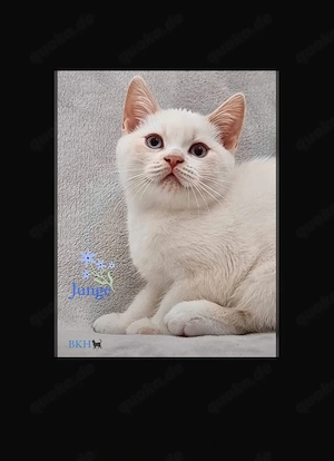 Süße BKH Kitten suchen ihr Traum zu Hause  bei Liebhaber!  Bild 3