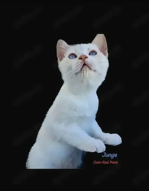 Süße BKH Kitten suchen ihr Traum zu Hause  bei Liebhaber!  Bild 4