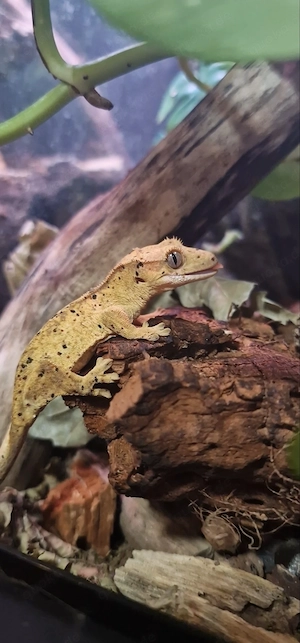 Kronengecko mit Terrarium 