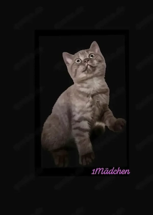 Süße BKH Kitten suchen ihr Traum zu Hause  bei Liebhaber!  Bild 2