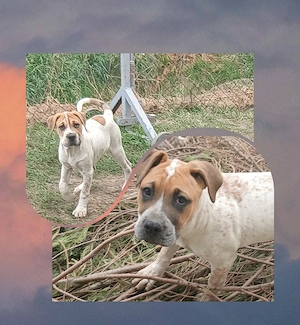 Boxer Shar-pei mix Welpen