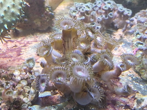 Zoanthus Alien Explosion Meerwasser Koralle