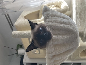 Suche Siamkater 