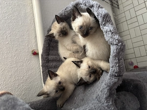 Reinrassige Siam Kitten