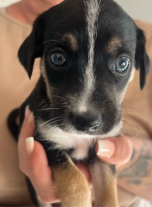 Wunderschöne Pincher mix Welpen  