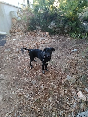 kleine Collie Mix Hündin 7Mon 10kg 40cm in Kroatien beim Hundetrainer