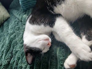 14 Wochen alter Kater stubenrein